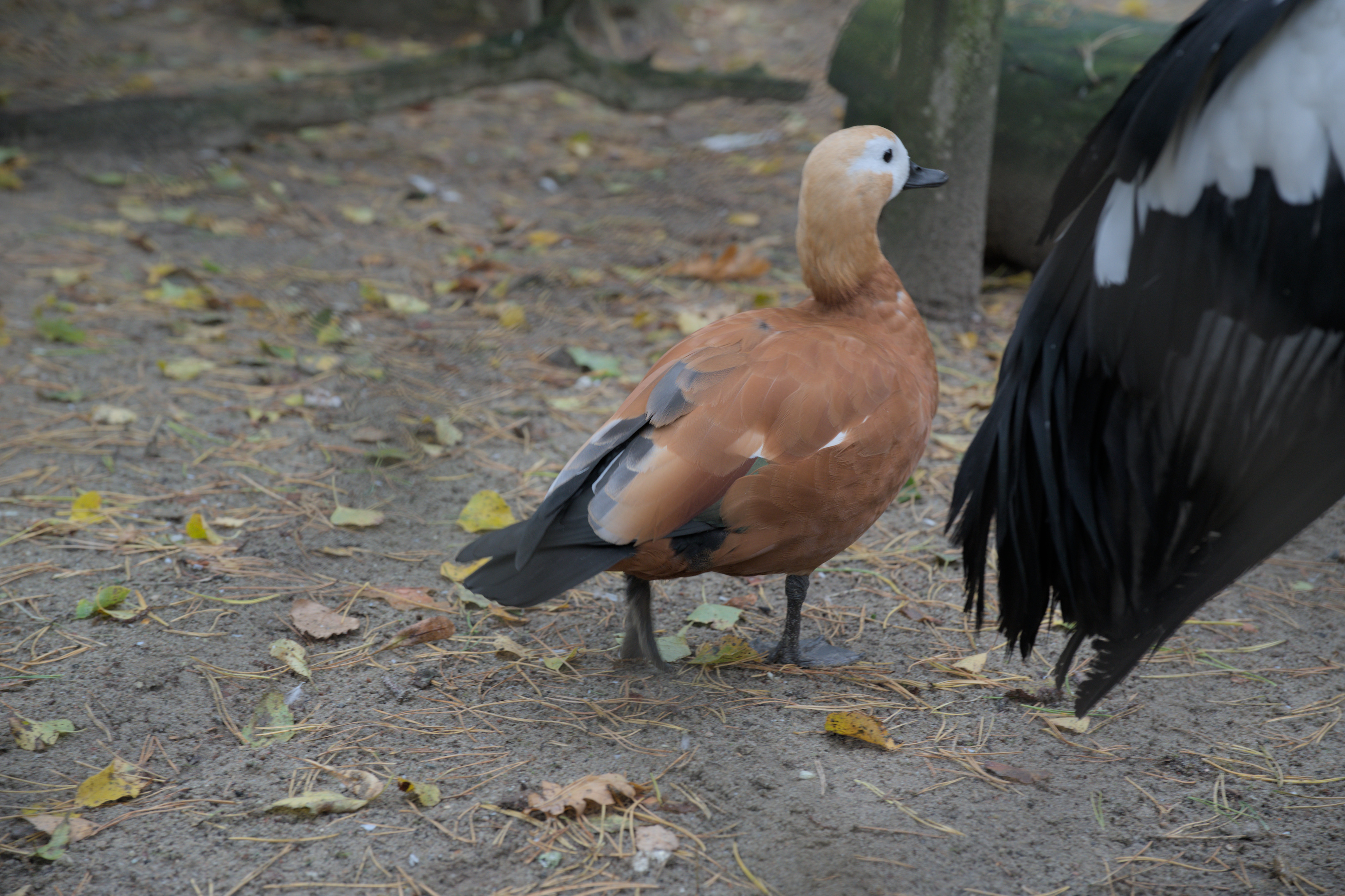 2025/10/12 - zoo/DSC_0100.jpg